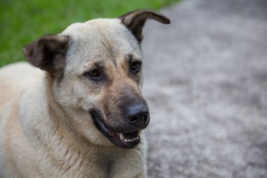Görüntü arka plan ile köpek Close-up