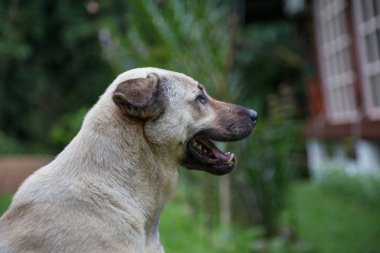 Görüntü arka plan ile köpek Close-up