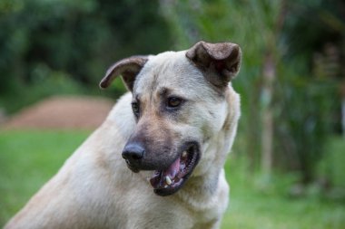 Görüntü arka plan ile köpek Close-up