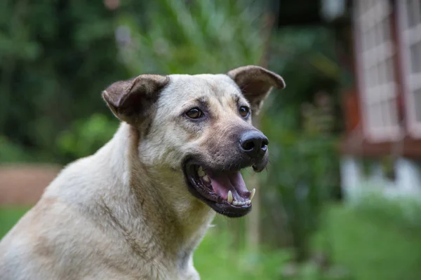 Görüntü arka plan ile köpek Close-up