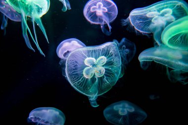 Jellyfishes ışıklı ışık akvaryum yüzme ile