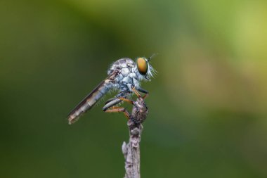 Soyguncu sinek / güzel soyguncu sinek (seçici odak yakın çekim)
