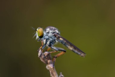 Soyguncu sinek / güzel soyguncu sinek (seçici odak yakın çekim)