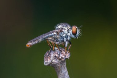 Soyguncu sinek / güzel soyguncu sinek (seçici odak yakın çekim)