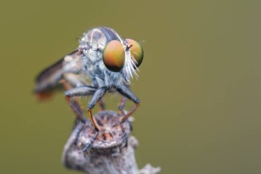 Soyguncu sinek / güzel soyguncu sinek (seçici odak yakın çekim)