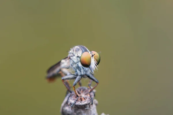 Rabló Fly Közeli Gyönyörű Rabló Fly Szelektív Összpontosít — Stock Fotó