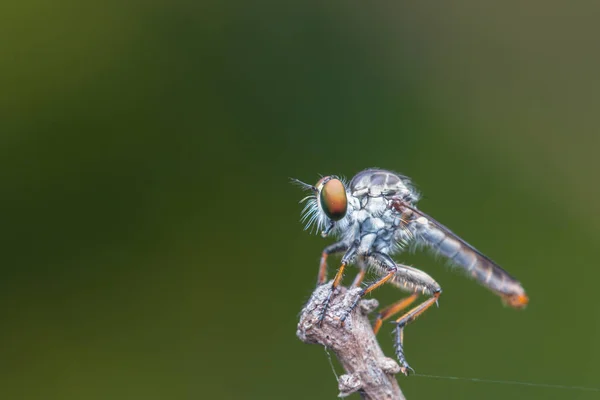 Räuberfliege Nahaufnahme Der Schönen Räuberfliege Selektiver Fokus — Stockfoto