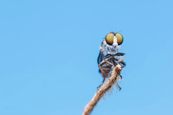 Robber Fly Primer Plano Hermosa Robber Fly Enfoque Selectivo — Foto de Stock