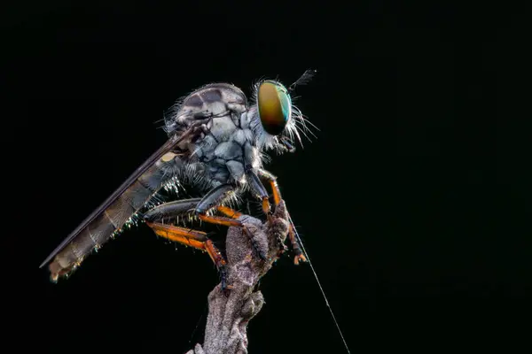 Räuberfliege Nahaufnahme Der Schönen Räuberfliege Selektiver Fokus — Stockfoto