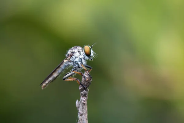 Robber Fly Close Bela Robber Fly Foco Seletivo — Fotografia de Stock