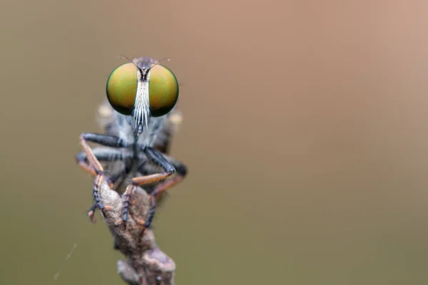 Räuberfliege Nahaufnahme Der Schönen Räuberfliege Selektiver Fokus — Stockfoto