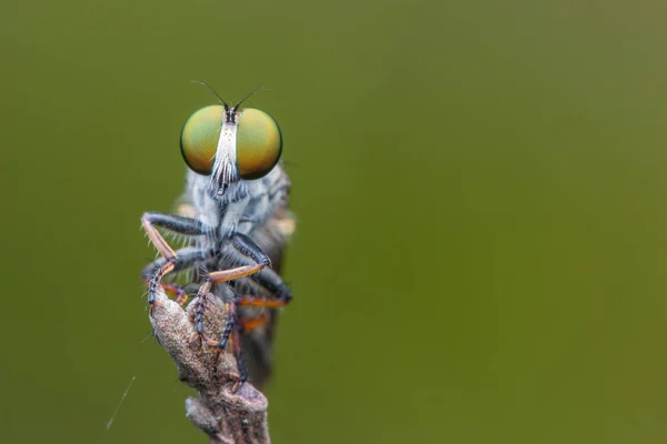 Räuberfliege Nahaufnahme Der Schönen Räuberfliege Selektiver Fokus — Stockfoto