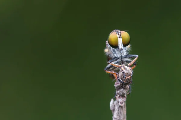 Rabló Fly Közeli Gyönyörű Rabló Fly Szelektív Összpontosít — Stock Fotó