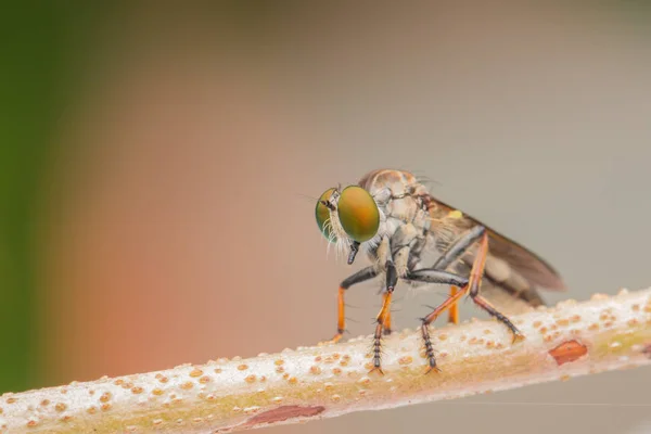 Räuberfliege Nahaufnahme Der Schönen Räuberfliege Selektiver Fokus — Stockfoto