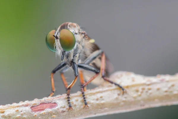 Räuberfliege Nahaufnahme Der Schönen Räuberfliege Selektiver Fokus — Stockfoto