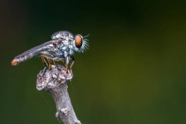 Robber Fly Close Beautiful Robber Fly Selective Focus — Stock Photo, Image