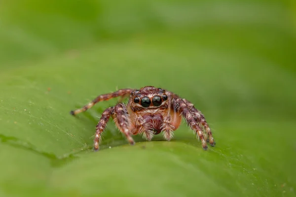 Piękny Pająk Skoków Szczegół Pająk Skoków Jumping Pająk — Zdjęcie stockowe