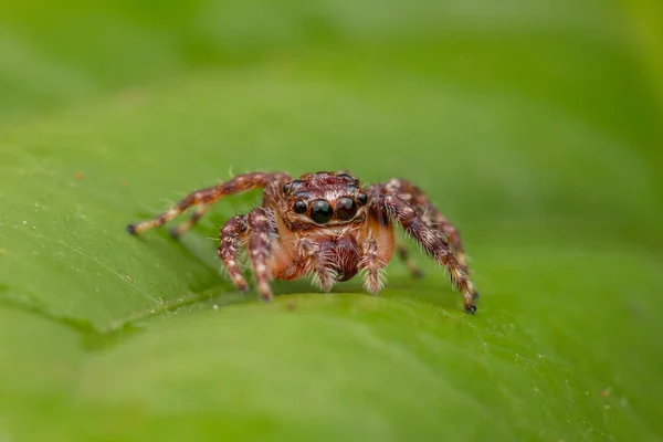 Beautiful Jumping Spider Close Jumping Spider Jumping Spider — стоковое фото