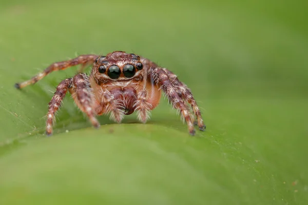 Όμορφη Jumping Αράχνη Γκρο Πλαν Spider Άλμα Jumping Αράχνη — Φωτογραφία Αρχείου