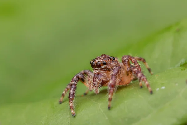 Schöne Springende Spinne Aus Nächster Nähe Springende Spinne Springende Spinne — Stockfoto