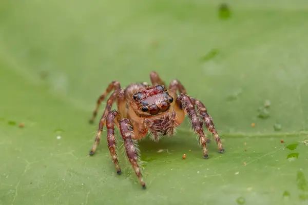 Araña Salto Hermosa Araña Salto Primer Plano Araña Salto — Foto de Stock