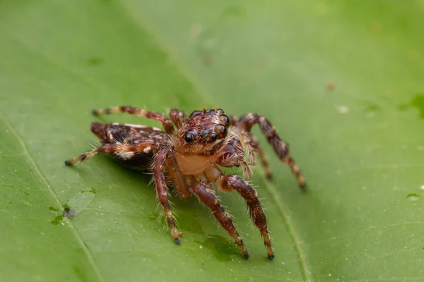 Schöne Springende Spinne Aus Nächster Nähe Springende Spinne Springende Spinne — Stockfoto