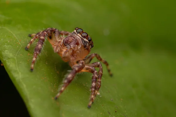 Schöne Springende Spinne Aus Nächster Nähe Springende Spinne Springende Spinne — Stockfoto