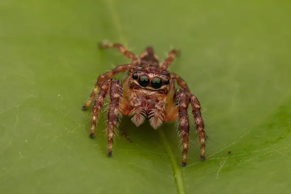 Όμορφη Jumping Αράχνη Γκρο Πλαν Spider Άλμα Jumping Αράχνη — Φωτογραφία Αρχείου