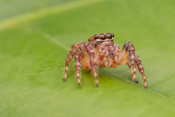 Araña Salto Hermosa Araña Salto Primer Plano Araña Salto —  Fotos de Stock