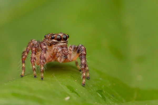 Όμορφη Jumping Αράχνη Γκρο Πλαν Spider Άλμα Jumping Αράχνη — Φωτογραφία Αρχείου
