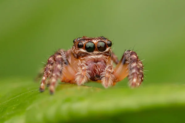 Schöne Springende Spinne Aus Nächster Nähe Springende Spinne Springende Spinne — Stockfoto