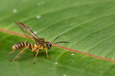 Makro görüntü sarı yaban arısı
