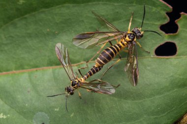 Yeşil yaprak (seçici odak üzerinde sarı arı çiftleşme)