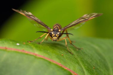 Yeşil yaprak (seçici odak üzerinde sarı yaban arısı)