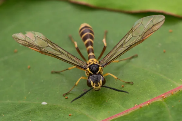 Imagen Macro Avispa Amarilla — Foto de Stock