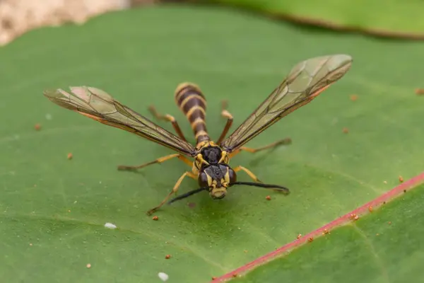 Macro Foto Van Gele Wasp — Stockfoto