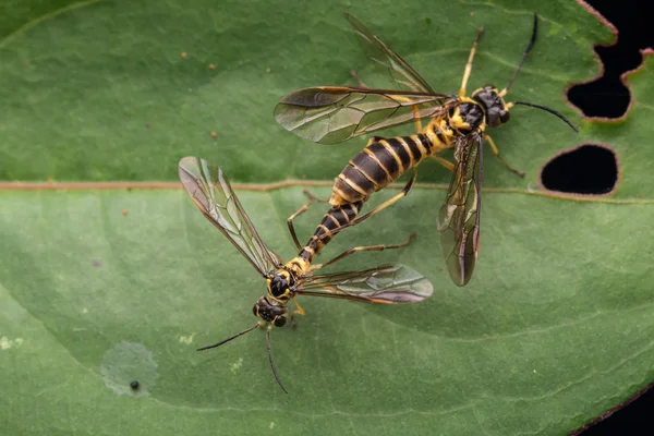 Paring Van Gele Wasp Een Groen Blaadje Selectieve Aandacht — Stockfoto
