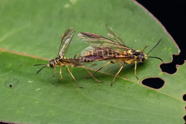 Paring Van Gele Wasp Een Groen Blaadje Selectieve Aandacht — Stockfoto