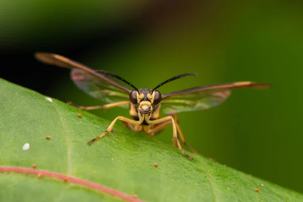 Yellow Wasp Green Leaf Selective Focus — Stock Photo, Image