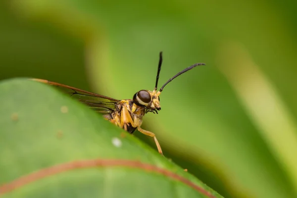 绿叶上的黄黄蜂 选择性聚焦 — 图库照片