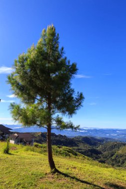 Mavi gökyüzü ile yalnız ağaç