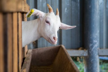 çok sevimli şirin keçi ile  