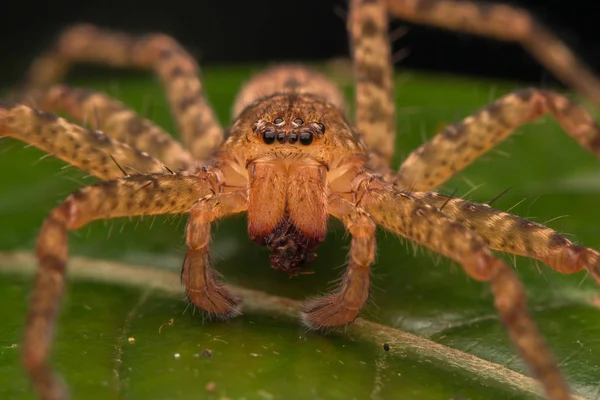 Primer Plano Hunstman Spider Hojas Verdes Araña Hermosa Sabah Borneo — Foto de Stock