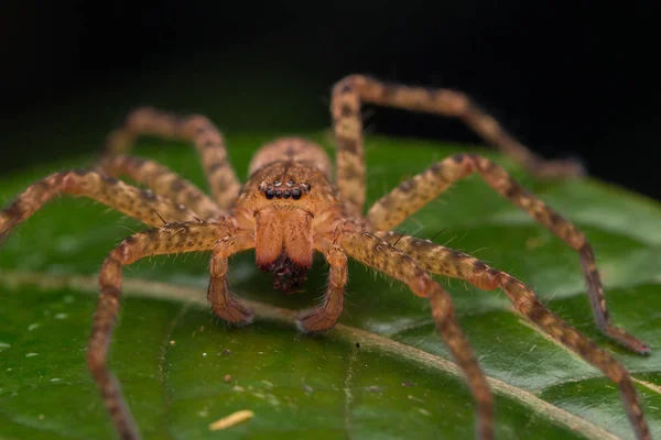 Nahaufnahme Der Hunstman Spinne Auf Grünen Blättern Schöne Spinne Sabah — Stockfoto