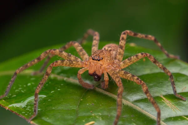 Nahaufnahme Der Hunstman Spinne Auf Grünen Blättern Schöne Spinne Sabah — Stockfoto