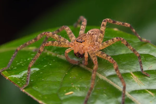 Nahaufnahme Der Hunstman Spinne Auf Grünen Blättern Schöne Spinne Sabah — Stockfoto