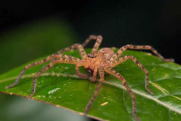 Close Hunstman Spider Folhas Verdes Bela Aranha Sabah Bornéu Foco — Fotografia de Stock