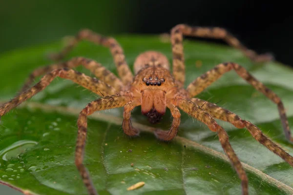 Gros Plan Hunstman Spider Sur Feuilles Vertes Belle Araignée Sabah — Photo