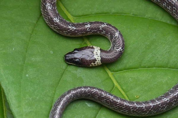 Närbild Liten Orm Gröna Blad Vanlig Varg Orm — Stockfoto