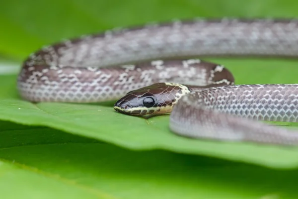 緑の葉に小さなヘビのクローズアップ 一般的なオオカミのヘビ — ストック写真